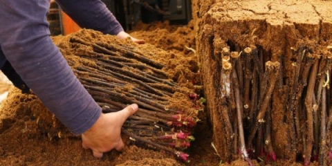 Pravilna berba reznica grožđa u jesen i skladištenje do proljeća